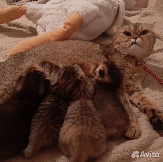 Продам котят