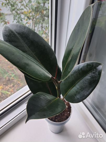 Фикус Эластика 