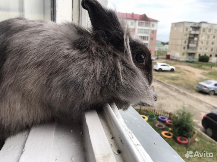 Декоративные кролики