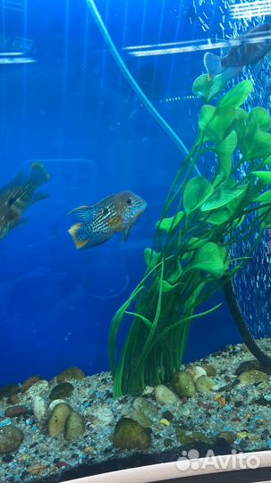 Акара бирюзовая