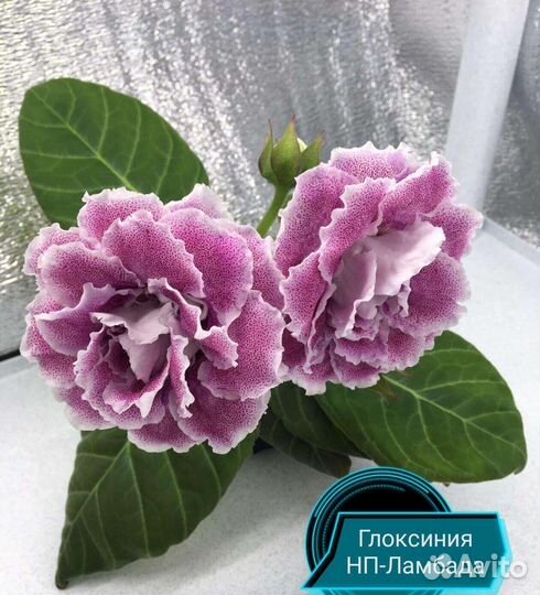 Клубни глоксиний