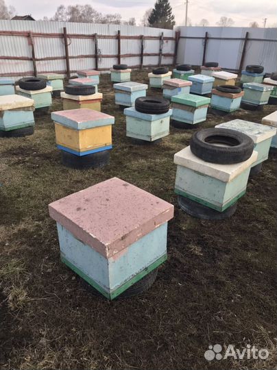 Пчелопакеты, отводки, пчелы, карника