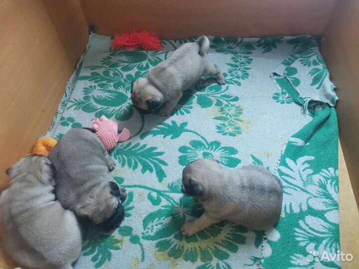 Щенки мопса