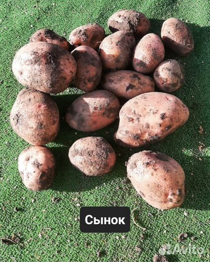 Семенной картофель из биологических семян