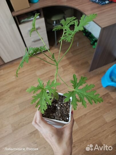 Пеларгония душистая