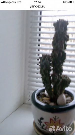 Суккуленты Голубой перуанский цереус