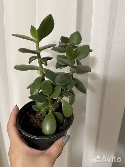 Комнатный цветок крассула (денежное дерево)