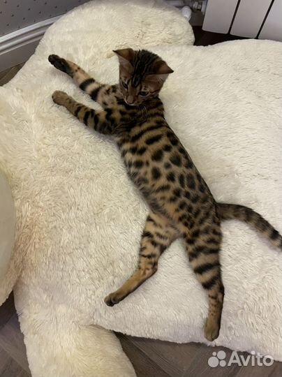 Бенгальский кот