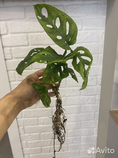 Монстера манки маск