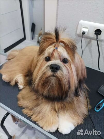 Стрижка животных