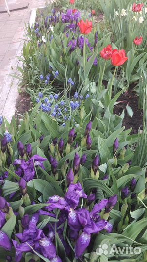 Ирис сибирский