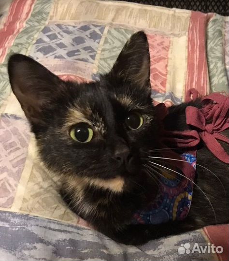 Кошка Мусинда ищет дом