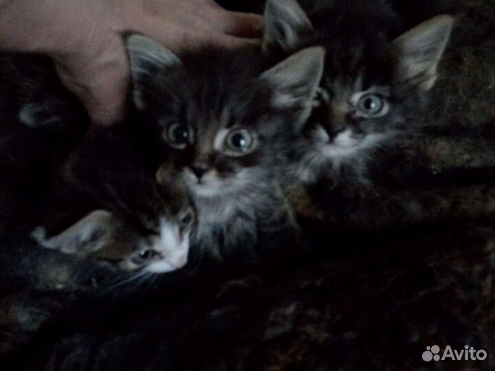 Кошка в дар бесплатно