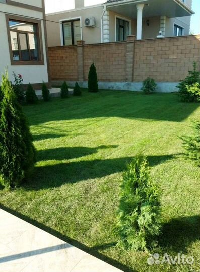 Рулонный газон