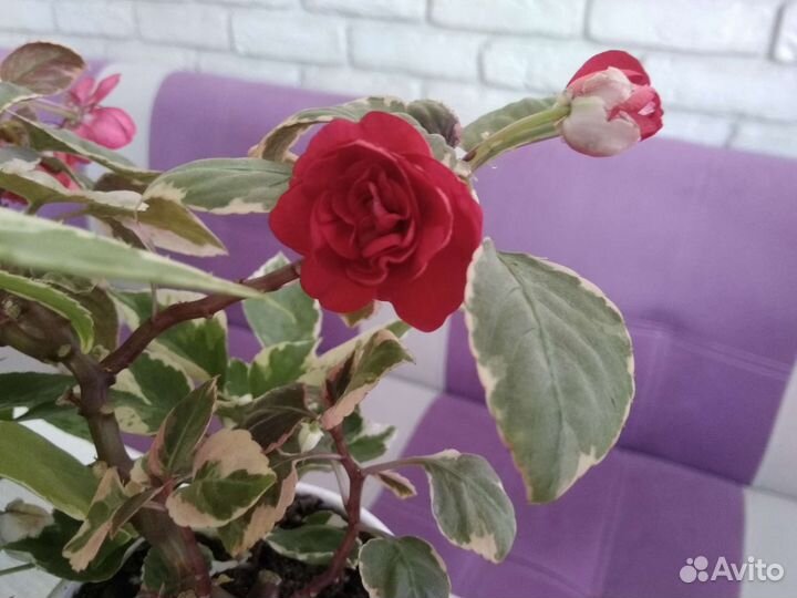 Комнатные цветы.Монстеры,орхидея,эписции