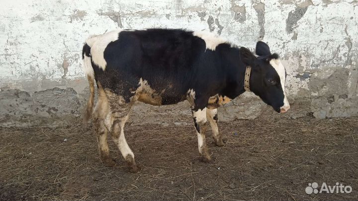 Нетель, отёл в феврале