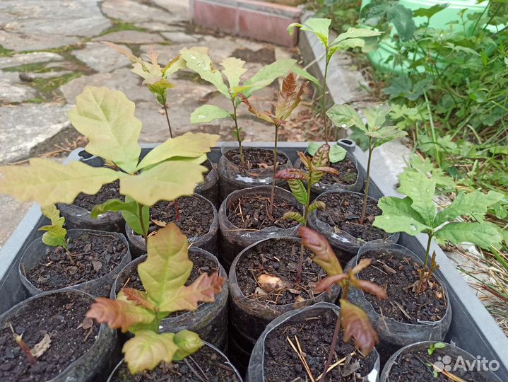 Дуб - красавец, саженцы годовалые