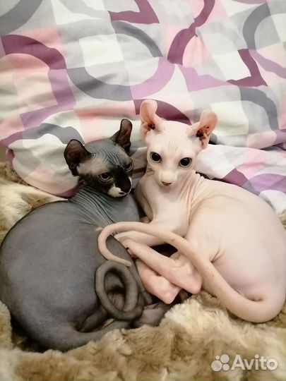 Кошка сфинкс эльф