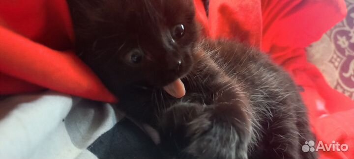 Котёнок 1,5 месяца