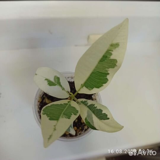 Фикус ретуза гавайская