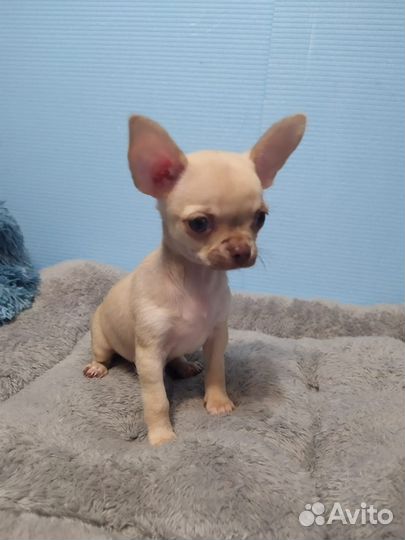 Чихуахуа щенок мальчик малютка на ручки