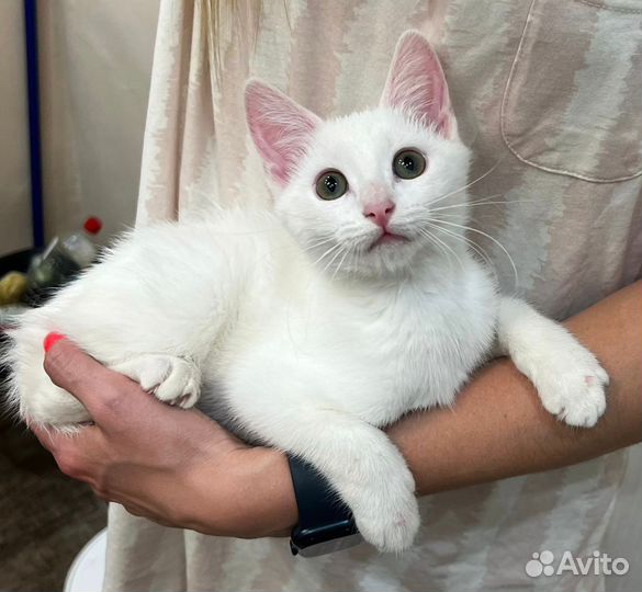 Кошки в добрые руки