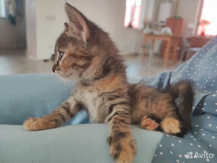 Отдам в добрые руки котенка