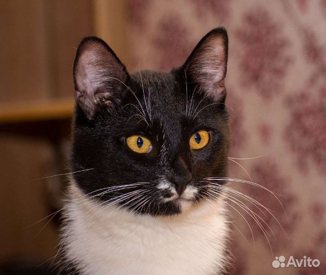 Арчи ищет дом