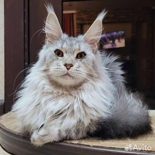 Котята мейн-кун