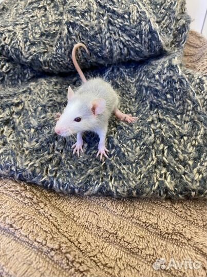 Крысята Дамбо Микки Маусы с клеткой и кормом