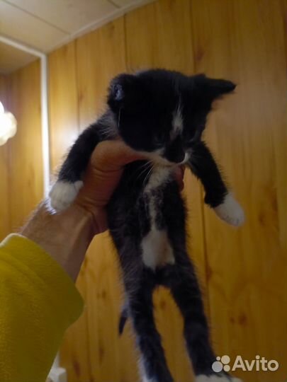 Сибирские котята