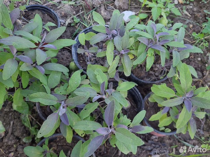 Шалфей пурпурный