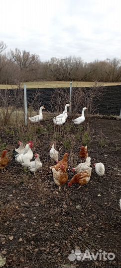 Петушок Адлеровской серебристой