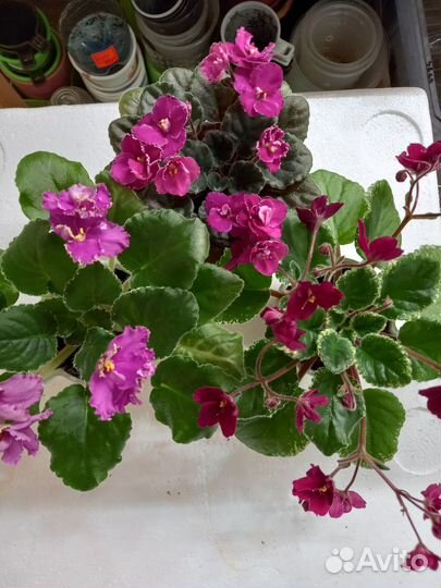 Сенполия, фиалка, набор