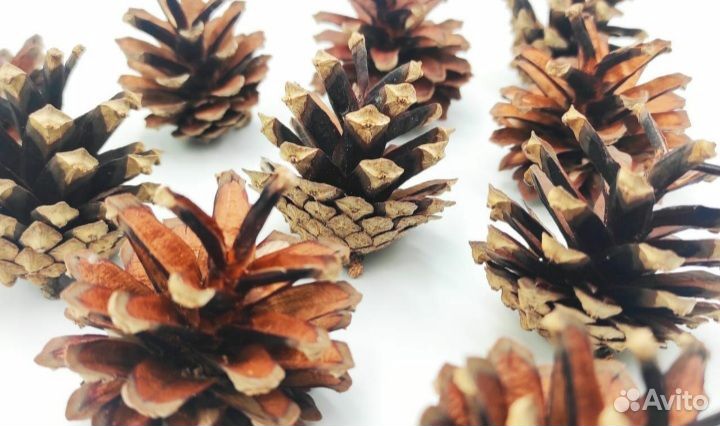 Шишки натуральные