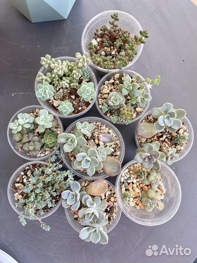 Суккленты, микс