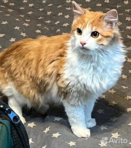 Рыжик ищет дом