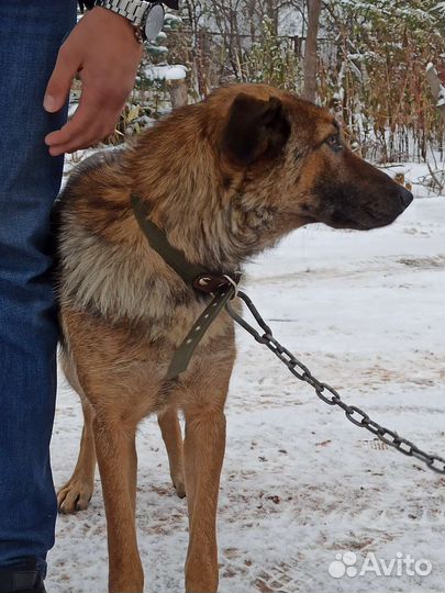 Умная девочка ищет дом