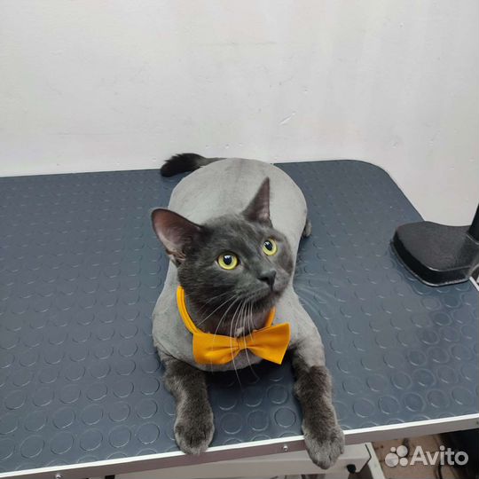 Груминг для кошек