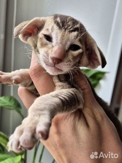 Ориентальные экстримальные