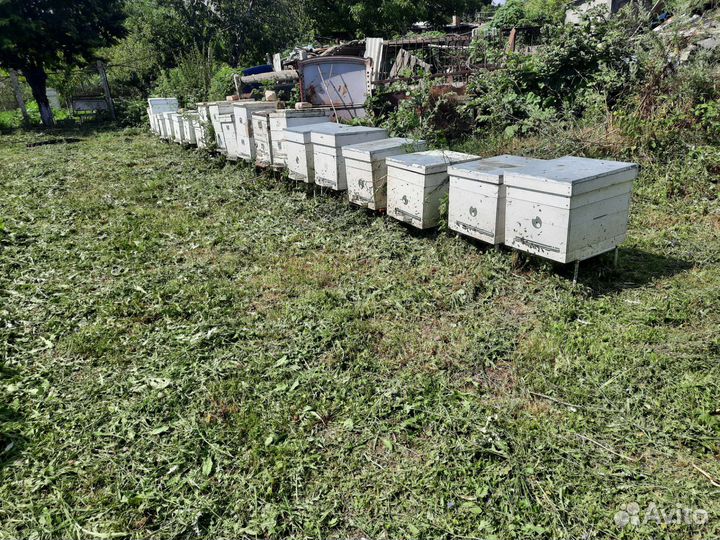 Продам пасеку