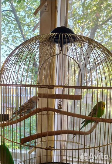 Волнистый попугай с клеткой