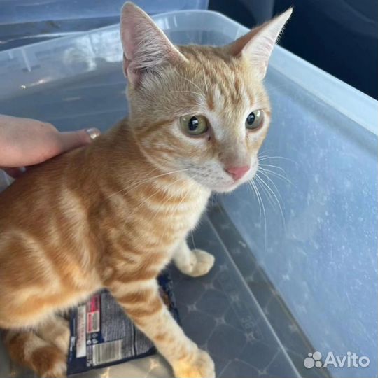 Рыжий мраморный котенок ищет дом