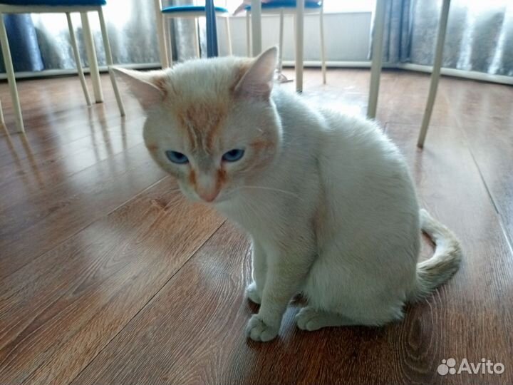 Тайский кот