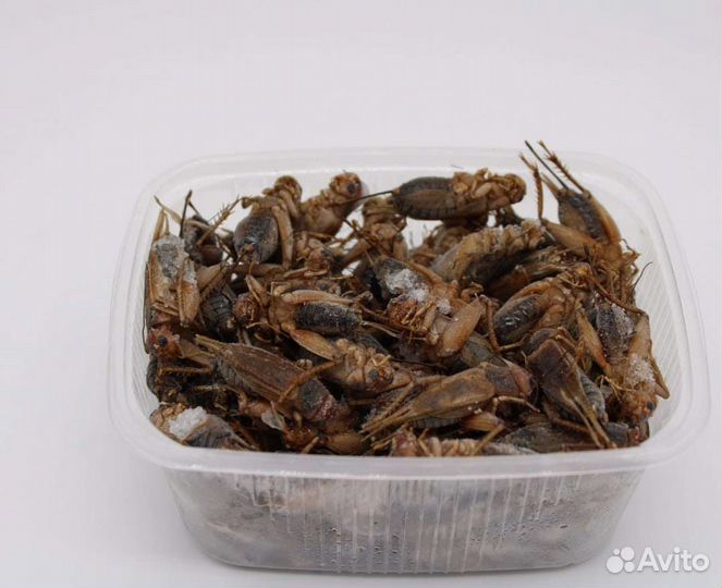 Заморозка сверчки