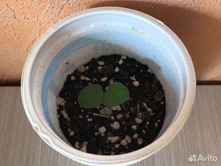 Замиокулькас