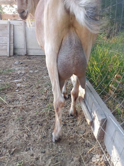 Козы, козлы