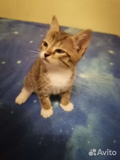 Котята короткошерстные