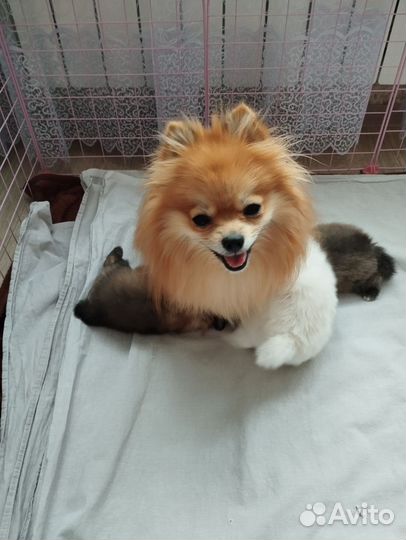 Щенок шпица