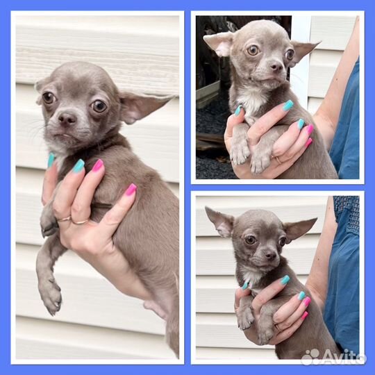 Лиловый мальчик чихуахуа. Для обожания